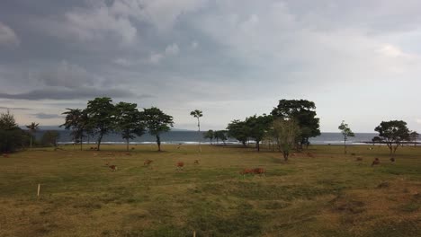 Panorama-Viehlandschaft,-Feldlandschaft-In-Saba-Beach,-Gianyar,-Bali,-Indonesien,-Kühe,-Wiese,-Skyline-Und-Meer