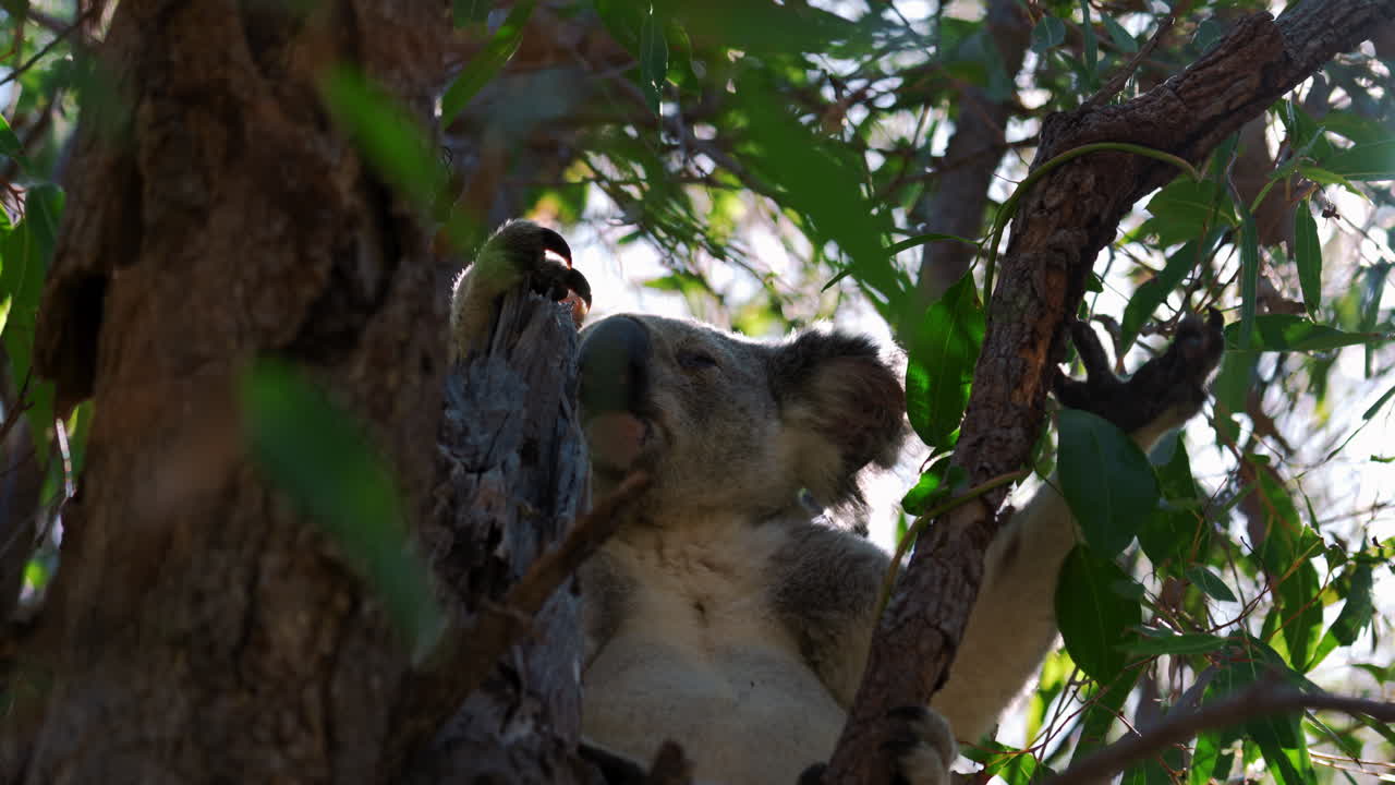 lindo oso koala comiendo y sentado en un árbol