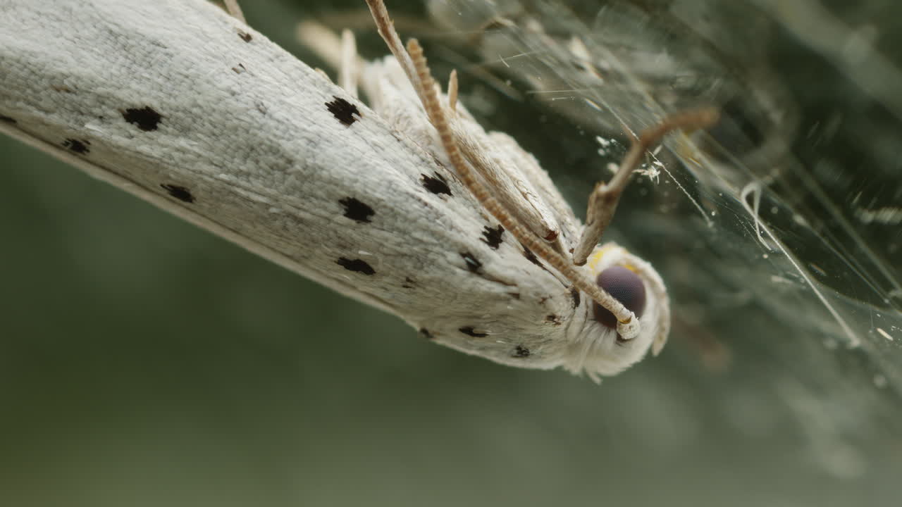 Ermine moth, Yponomeutidae, resting on glass, macro view
