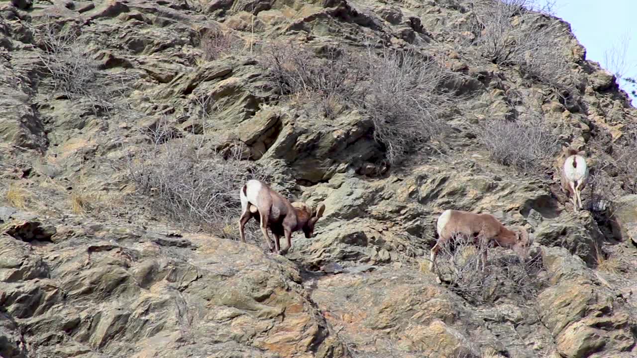 Dağ yamacında kuru dalları yiyen bighorn koyunu. Sabit geniş açı.