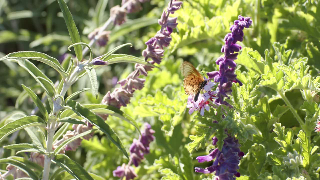 Farfalla arancione e nera che volteggia, si posa su una spiga viola in un'aiuola soleggiata e sonda i fiori per nutrirsi
