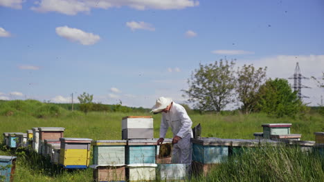 apiary in summer on field. beekeeper in protective suit examining bees in a summer day. apiarist works near wooden beehives.