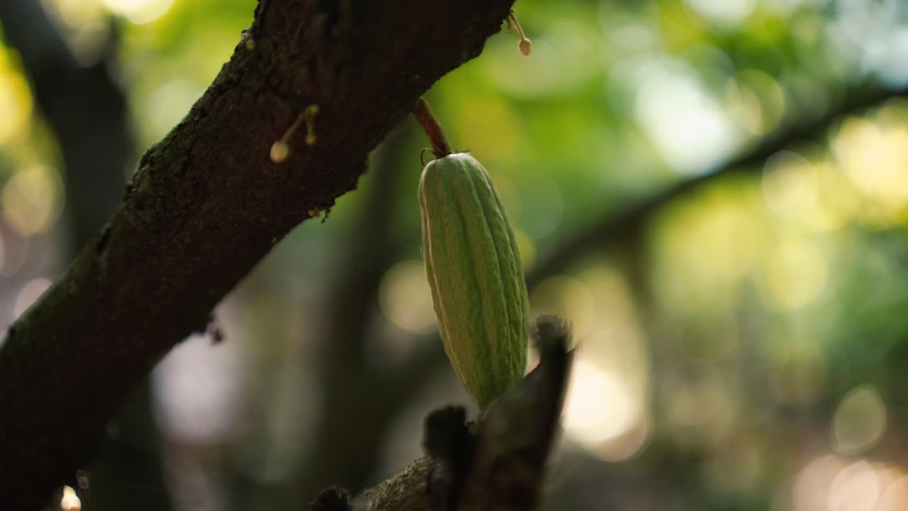 fruta joven de cacao natural en cámara lenta cinematográfica