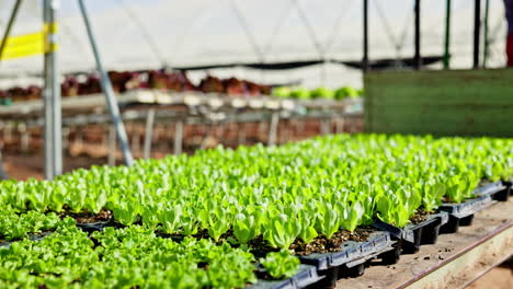 lettuce seedlings growing in a greenhouse