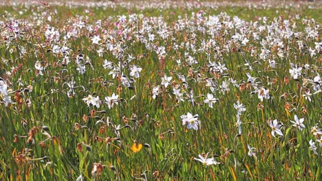 Floración-De-Narcisos-Blancos-En-El-Campo.-Hermoso-Paisaje-Floral