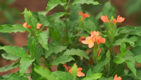 selective focus of blooming orange flowering plant swinging in the wind