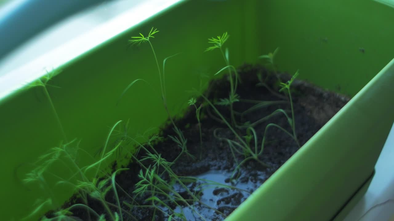 창틀 상자 정원에 신선한 자생 딜에 물을 주고 총을 닫습니다