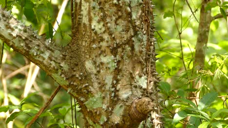 árbol de ceiba o chorisia speciosa. pedestal arriba