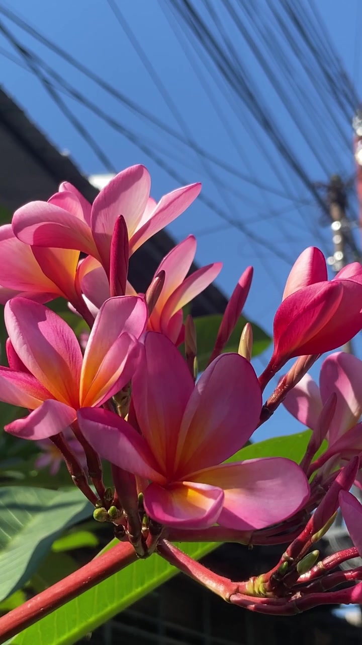 Fiori di Plumeria rosa che sbocciano sotto un cielo azzurro brillante.