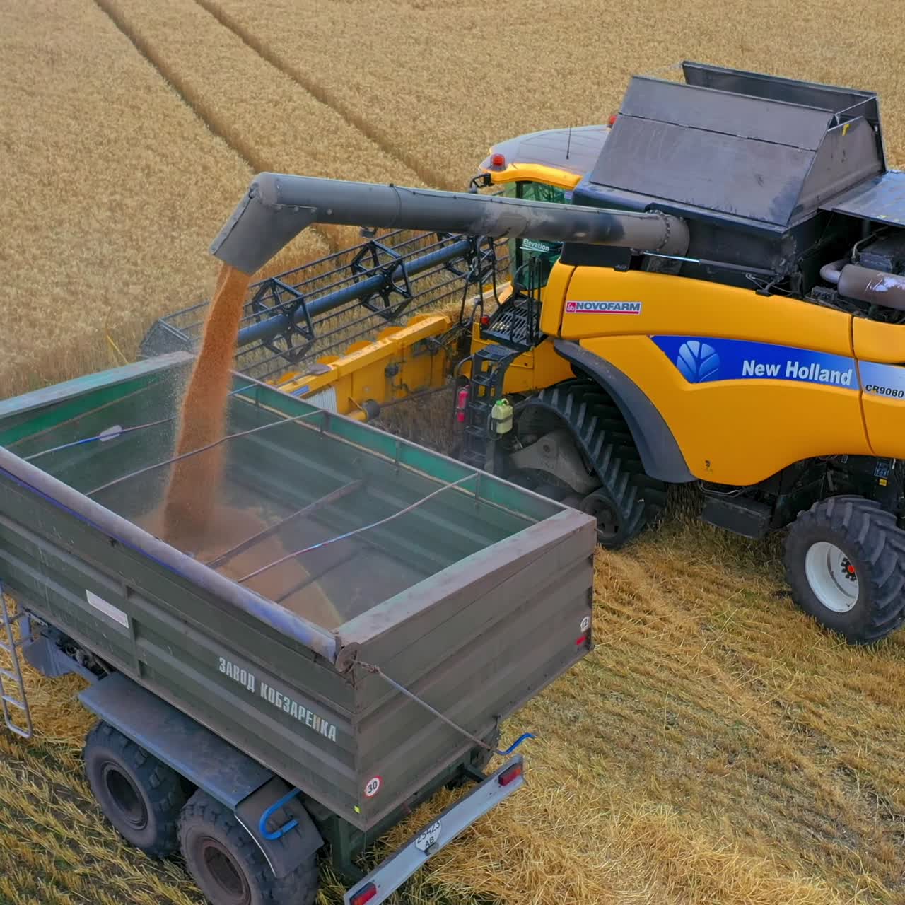 Modern combine harvester unloading grain into the trucks trailer on sunny summer day