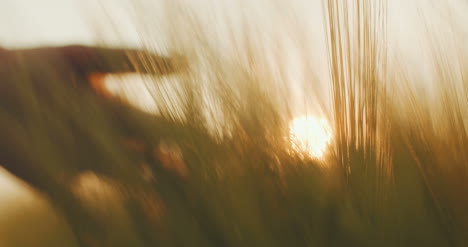 hand touching cereal crop