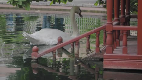 swan in a park pond near a gazebo