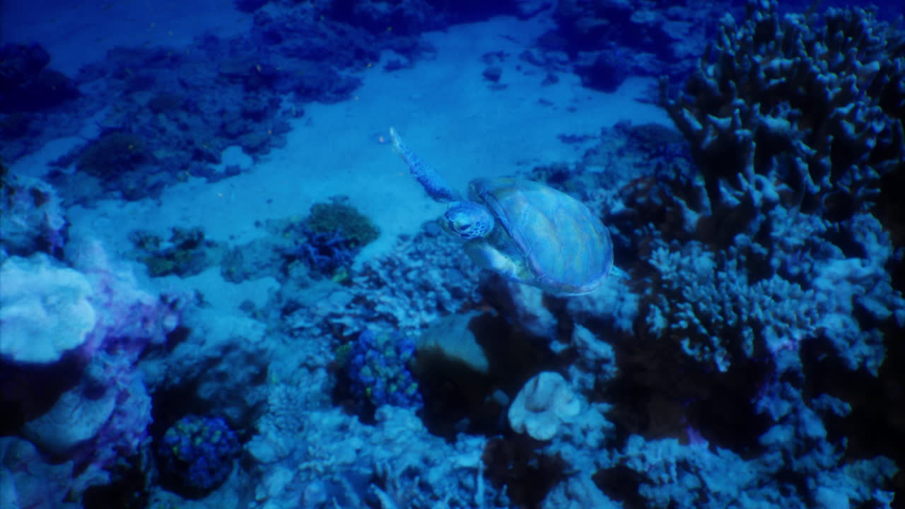 Underwater exploration with a turtle swimming near coral reef