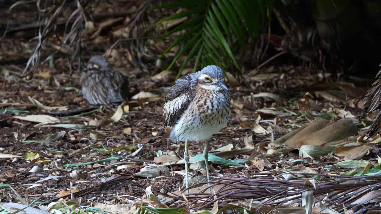 un arbusto terrestre que vive en el suelo, burhinus grallarius de pie en el suelo en el matorral, mirando directamente a la cámara, tiro de cerca