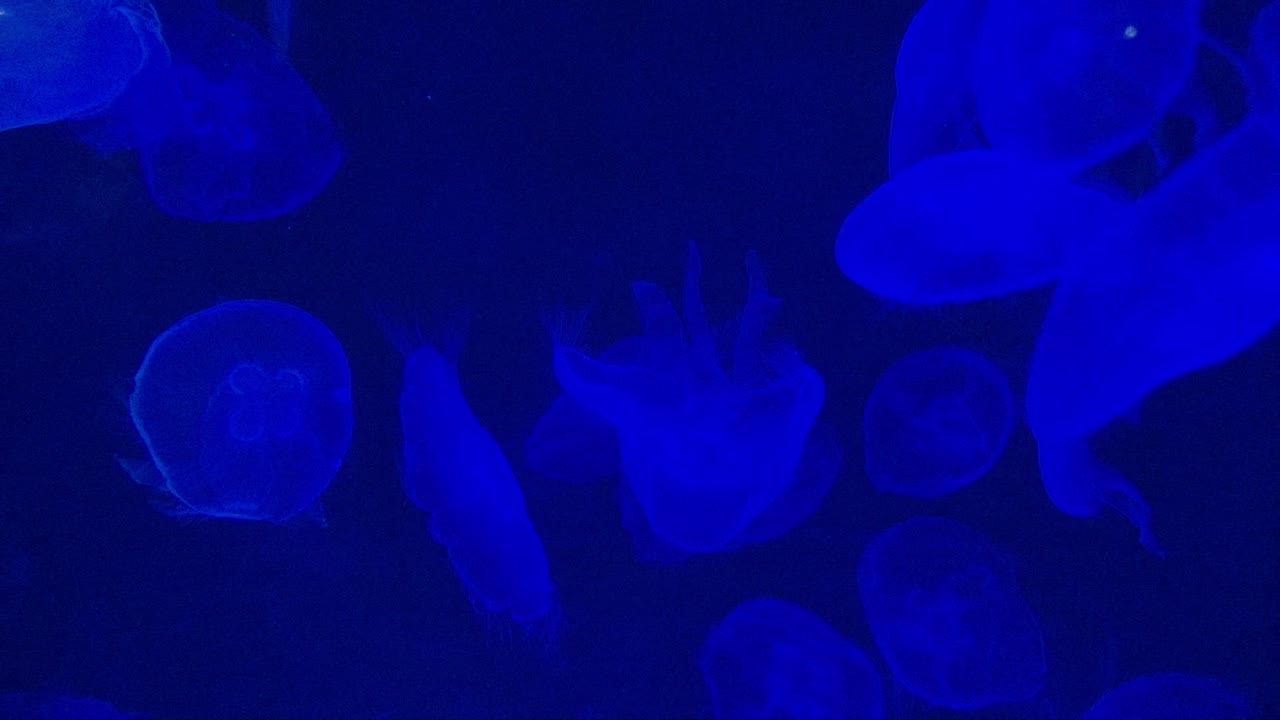 대형 수족관 물고기 크의 물에 있는 수달