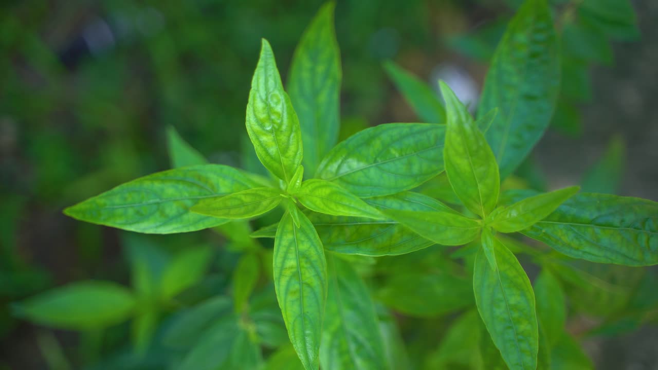 se prepara una variedad de medicamentos a partir de la hoja de andrographis paniculata o kalmegh