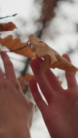 mano suave extendiéndose para tocar delicadamente hojas de otoño secas y crujientes en una rama del árbol, capturando la frágil belleza de la transición estacional en un entorno forestal tranquilo con suaves tonos dorados