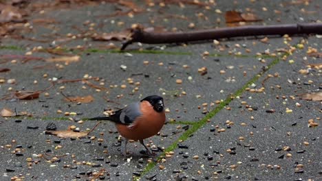 bullfinch male eats the seeds lying on the ground