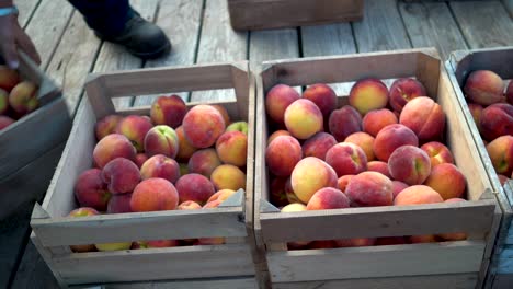 wooden crates of peaches being shifted around on a flatbed trailer