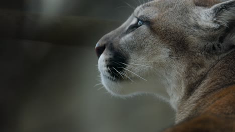 close-up profile of a cougar looking upwards