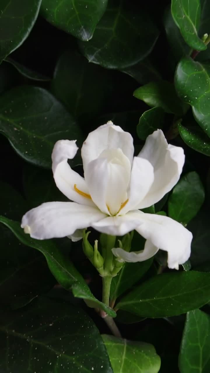 Video verticale: Fioritura di gardenia che si schiude in una siepe, luce che bagna i boccioli e rivela la gola gialla.