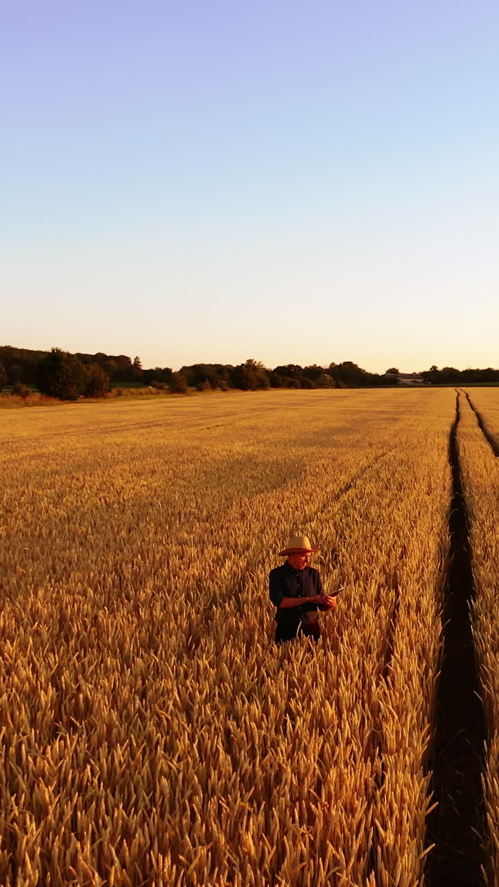 Manwalking in wheat field. Aerial view of farmer walking through golden wheat field