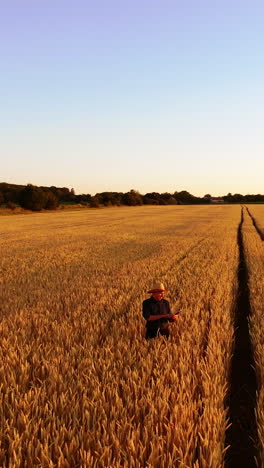 manwalking in wheat field. aerial view of farmer walking through golden wheat field