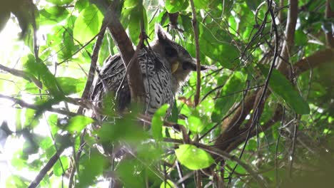 Mirando-Hacia-Adelante-Y-Luego-Directamente-Hacia-La-Cámara-Como-Se-Ve-En-La-Selva-Tropical,-Búho-Real-De-Vientre-Manchado,-Bubo-Nipalensis,-Parque-Nacional-Kaeng-Krachan,-Tailandia,-Patrimonio-Mundial-De-La-Unesco