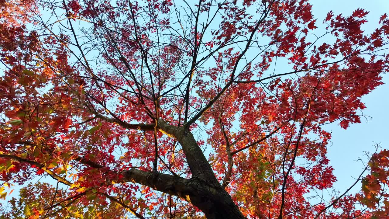 Slow spinning shot from a low angle showing the canopy of a red oak tree (Quercus rubra) with vivid red autumn leaves under clear daylight, capturing the motion and color of fall