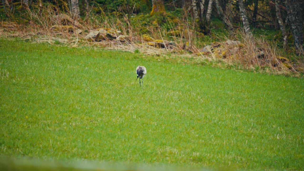 Crane Grazing Through Green Grassy Field - Wide Shot
