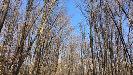 Walking-on-a-forest-road,-early-spring-season