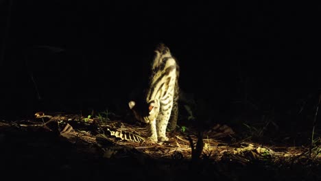 Seen-in-the-middle-of-the-night-in-an-open-space-on-dry-grass-and-leaves,-camera-zooms-revealing-the-Cat-standing-and-licking-its-right-front-leg