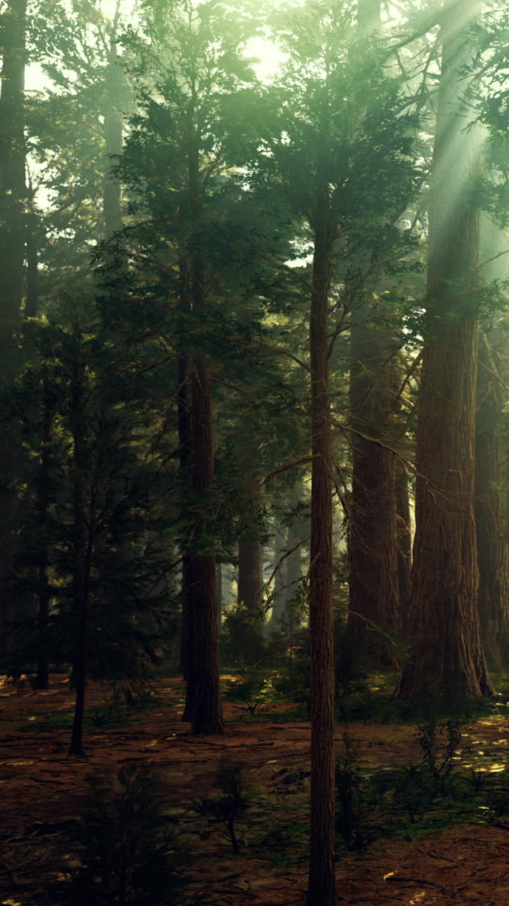 Trees in a forest during morning light near a lake