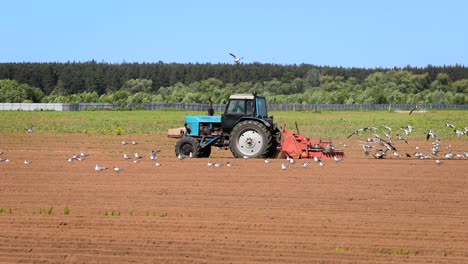 los pájaros hambrientos están volando detrás del tractor, y comen grano de la tierra cultivable.