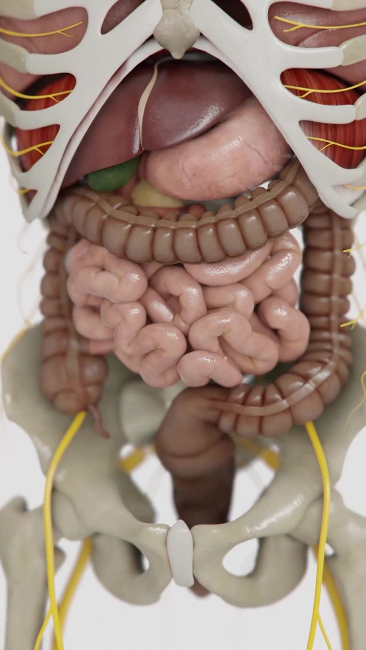 Sindrome dell'intestino irritabile in Verical | video di animazioni del sistema digestivo umano: dal malfunzionamento al buon funzionamento | Intestino crasso animato