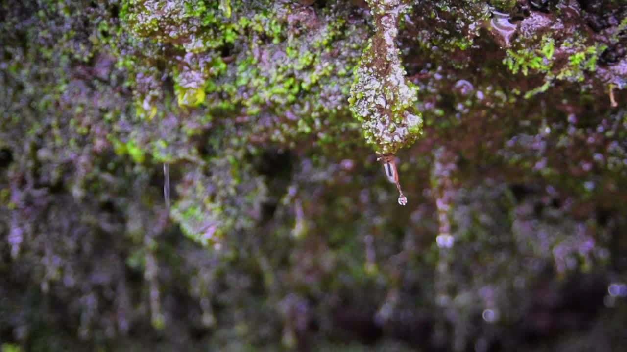 Water dripping off of moss