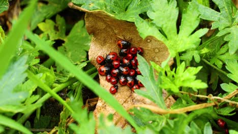 closeup macro video of red and black stinkbug nymphs