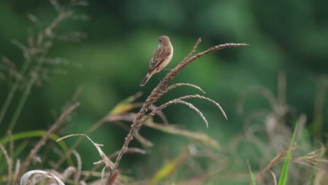 wagging it's tail while calling and looking around, amur stonechat or stejneger's stonechat saxicola stejnegeri, thailand