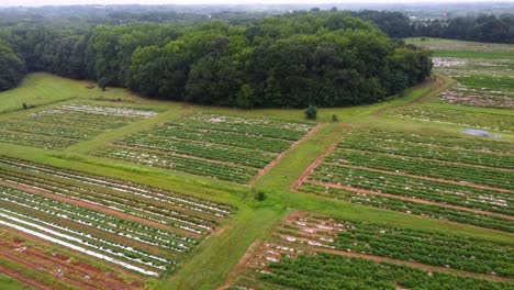 Revealing-aerial-view-of-farmland-in-the-middle-of-lush-green-trees,-USA