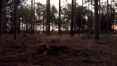 Tief-Zum-Waldboden-Fliegende-Vorwärtsbewegung-In-Einem-Dunklen-Kiefernwald-Bei-Sonnenaufgang,-Die-über-Einem-Abgeschnittenen-Baumstamm-Schwebt