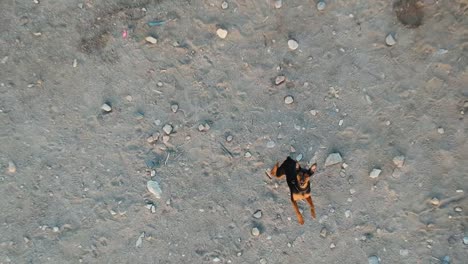 dog jump and tries to bite a drone