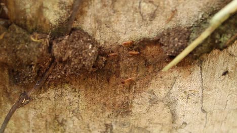 Close-up-of-termites-in-their-tunnel-in-a-tree