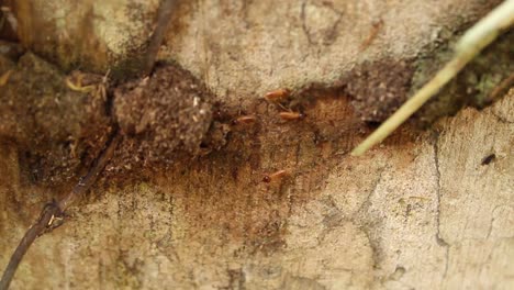 cerca de las termitas en su túnel en un árbol