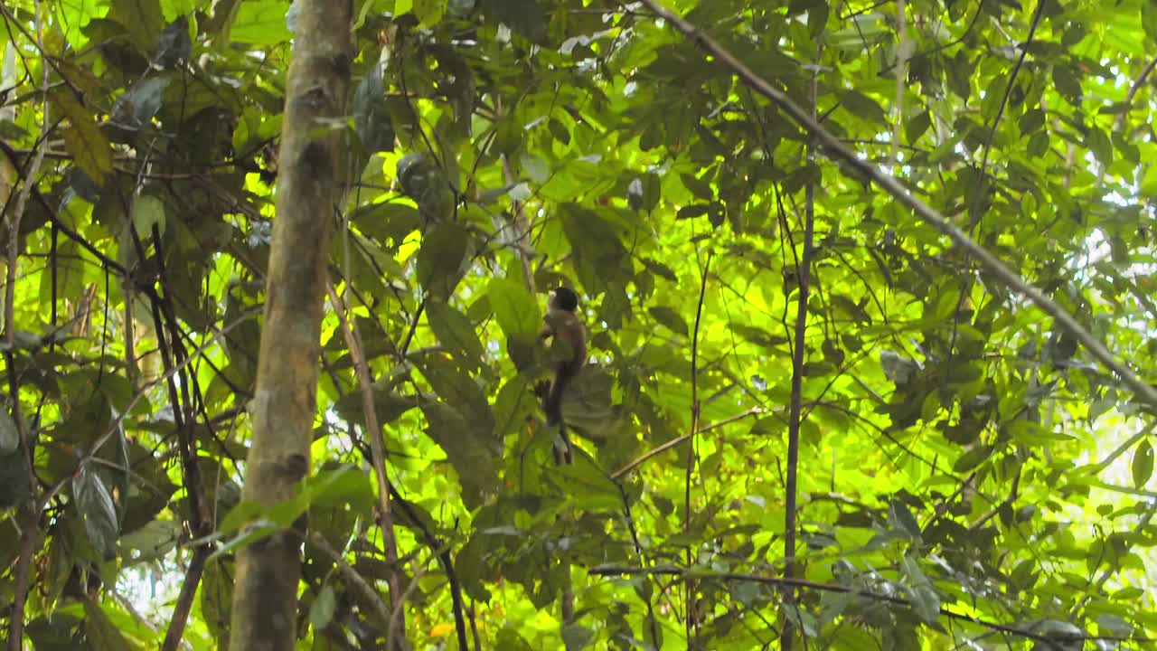 In the heart of Peru’s jungle, black-capped squirrel monkeys troupe swing between branches, searching.