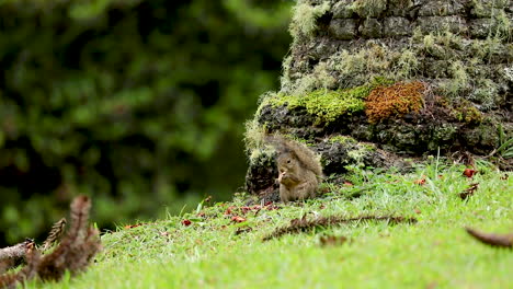 ardilla comiendo nuez de pino araucaria en el césped verde en el medio del bosque
