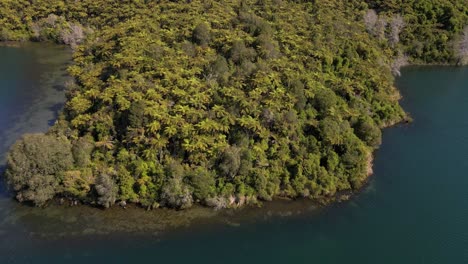 Numerosas-Palmeras-Nikau-Que-Crecen-Sobre-El-Bosque-Nativo-A-Lo-Largo-De-La-Orilla-Del-Lago-Tarawera,-Nz