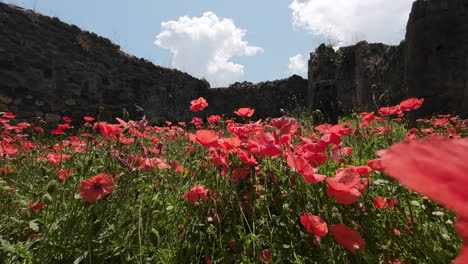 Drücken-Sie-Mohnblumen-An-Der-Ausgrabungsstätte-In-Pompeji-Hinein