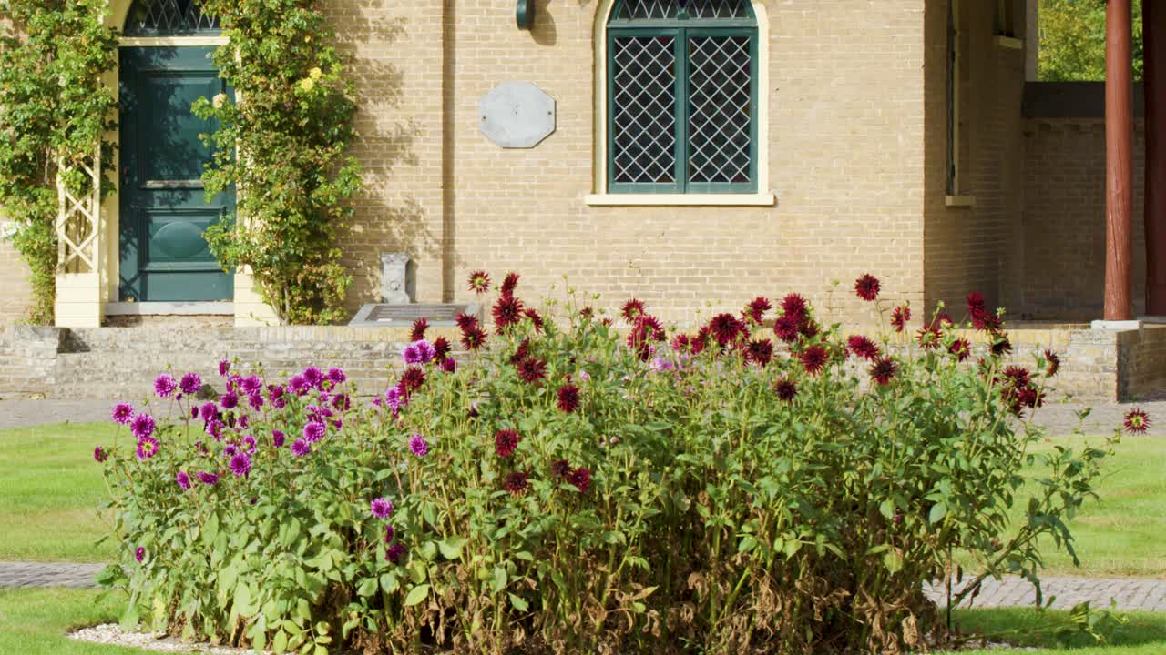 Des dahlias roses et violets se balancent doucement au soleil devant un bâtiment en briques classique, caméra statique