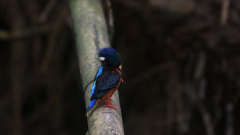 Seen-preening-its-breast-intensely-and-extends-its-head-while-shaking-its-body