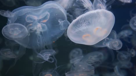 Aurelia-Aurita,-Un-Grupo-De-Medusas-Lunares-En-Un-Acuario.